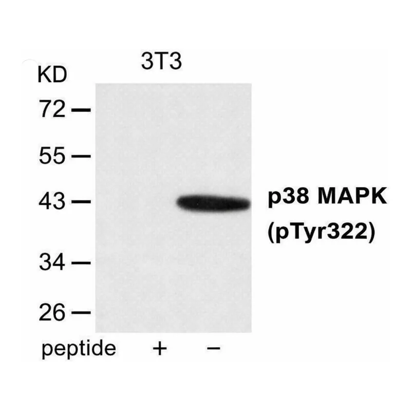 Merck Anti-phospho-p38 MAPK (pTyr322) antibody produced in rabbit