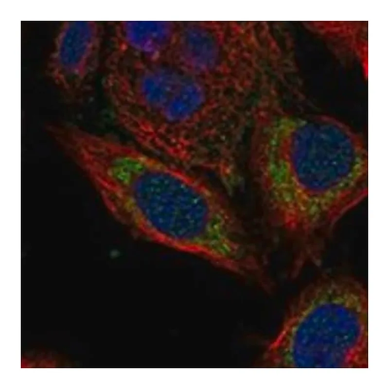 Merck Anti-GFM2 antibody produced in rabbit