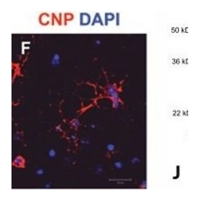 Merck Monoclonal Anti-CNPase antibody produced in mouse