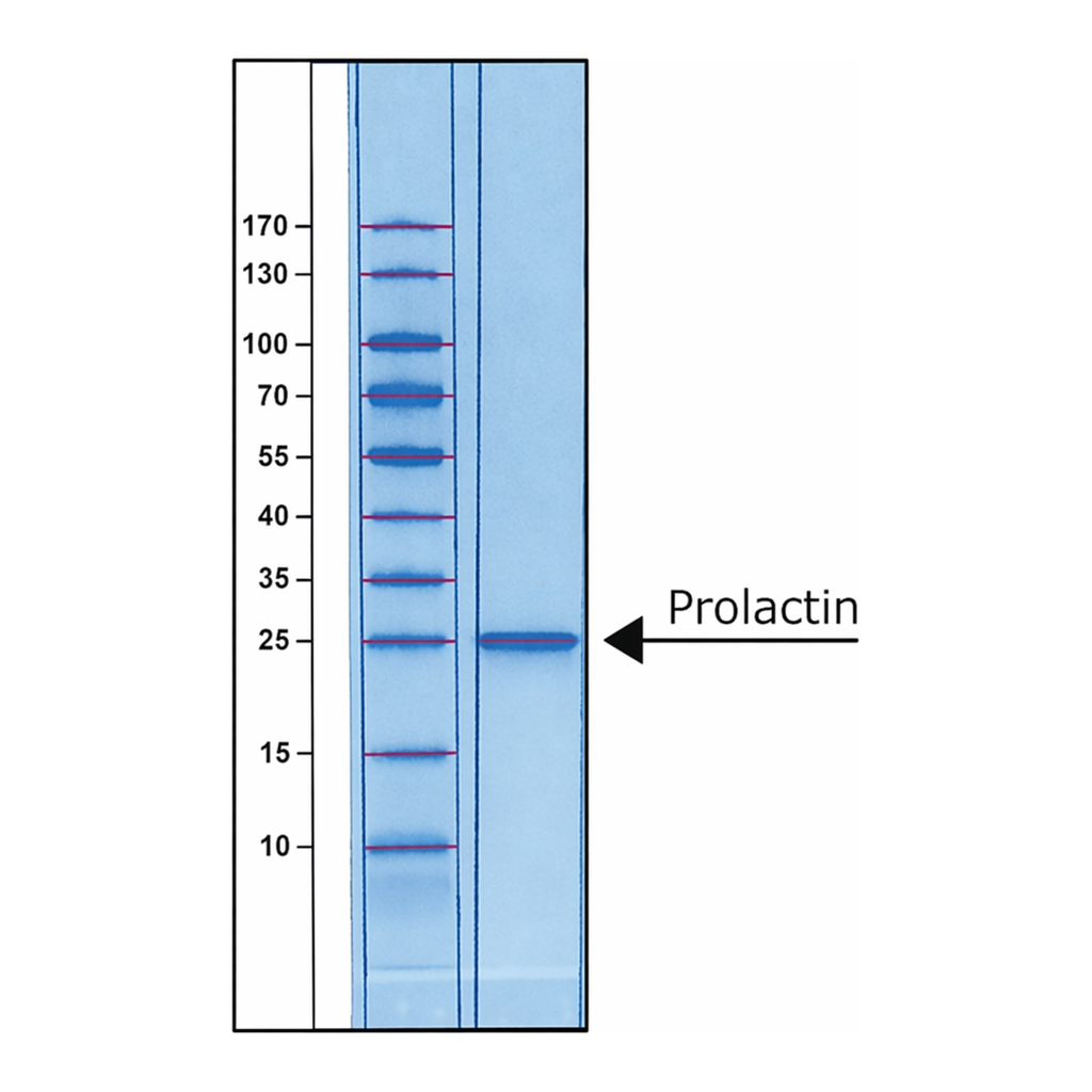 Merck PROLACTIN HUMAN BIOREAGENT, >= 97% &
