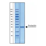 Merck PROLACTIN HUMAN BIOREAGENT, >= 97% &