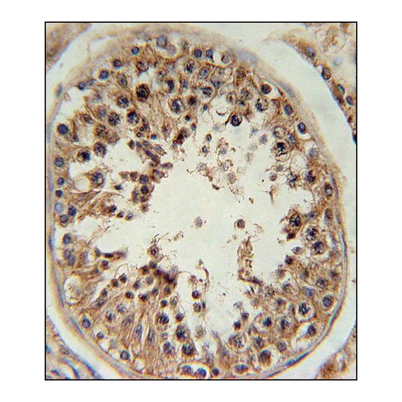Merck ANTI-RSPO4 (C-TERM) antibody produced in rabbit