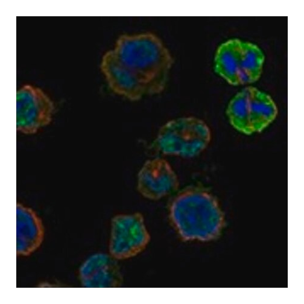 Merck Anti-HORMAD2 antibody produced in rabbit