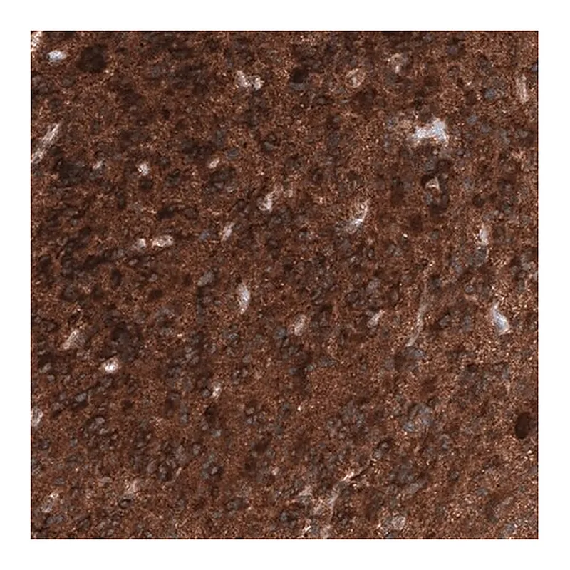 Merck Monoclonal Anti-ID1 antibody produced in mouse