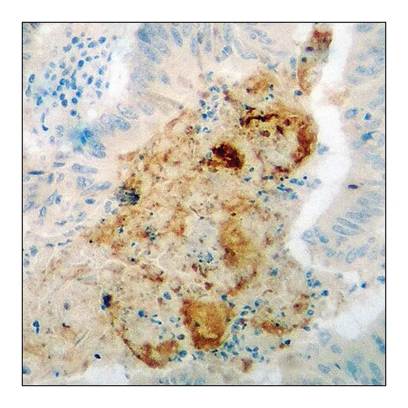 Merck Anti-phospho-PP2A-alpha (pTyr307) antibody produced in rabbit