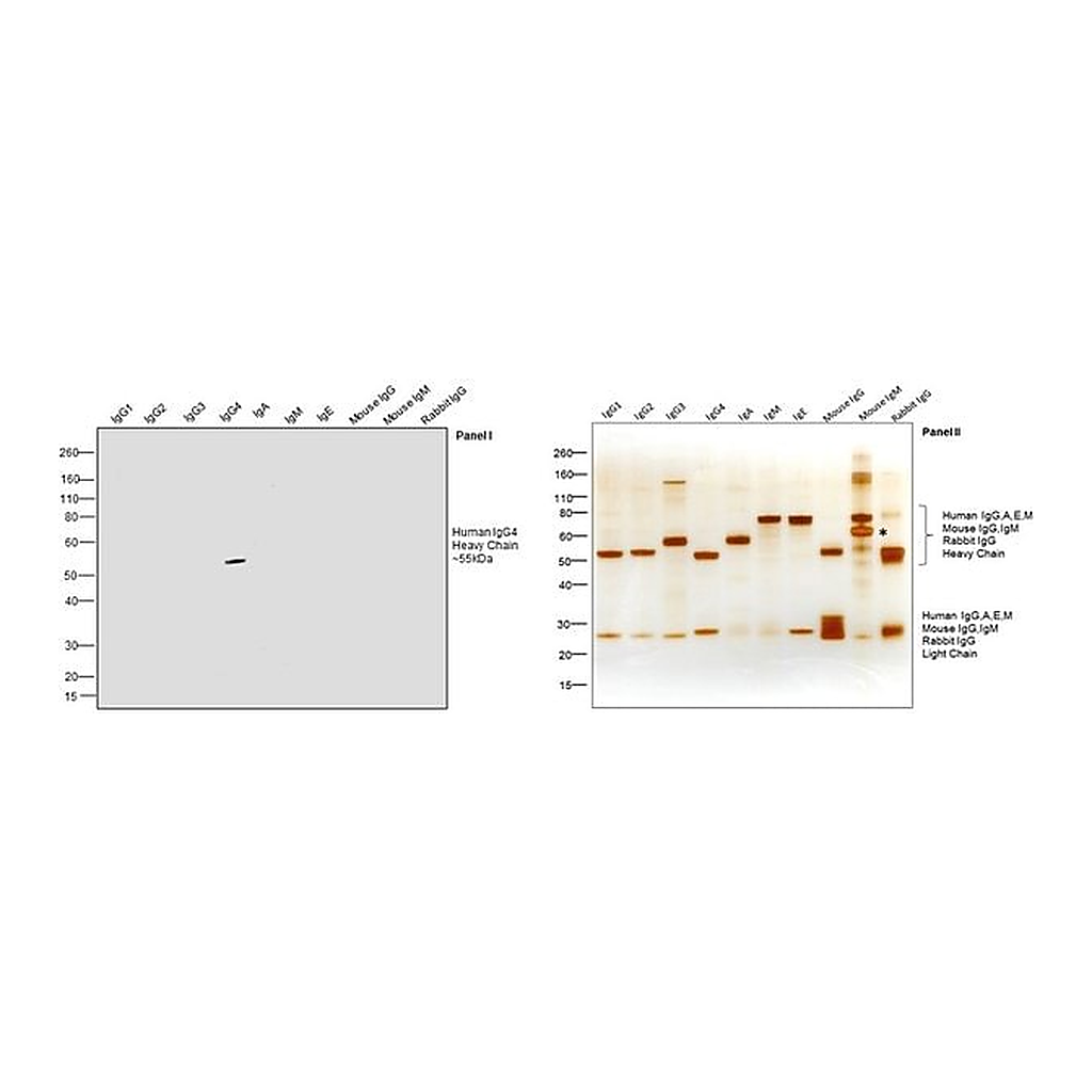 Thermo Fisher Scientific Mouse anti-Human IgG4 Fc Secondary Antibody, HRP