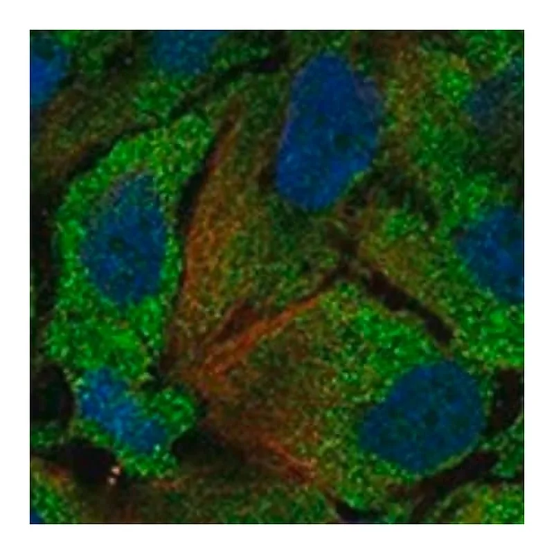 Merck Anti-IDO2 antibody produced in rabbit