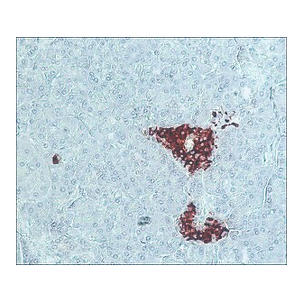 Merck ANTI-GUINEA PIG IGG (WHOLE MOLECULE) &