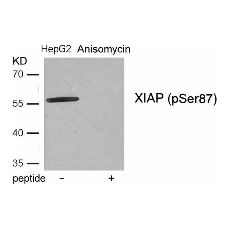 Merck Anti-phospho-XIAP (pSer87) antibody produced in rabbit