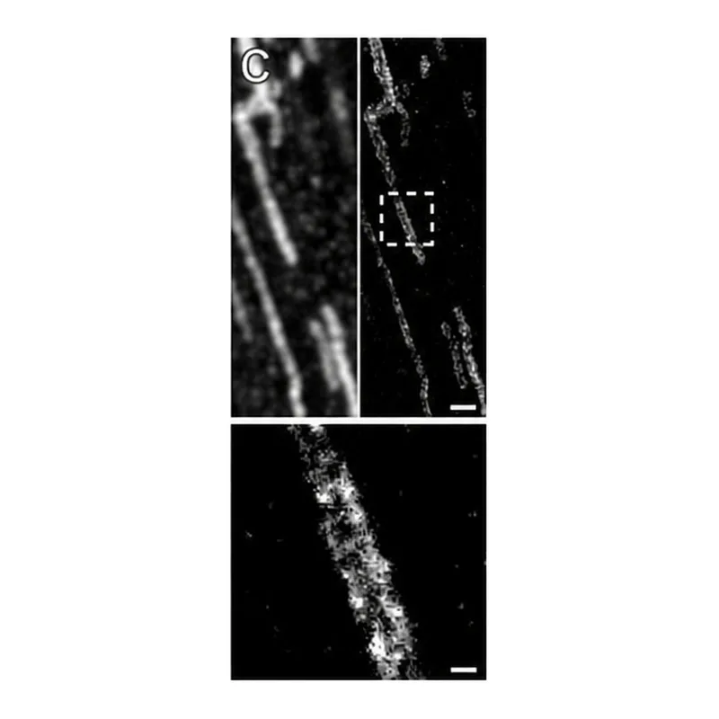 Merck Anti-ACO2 antibody produced in rabbit