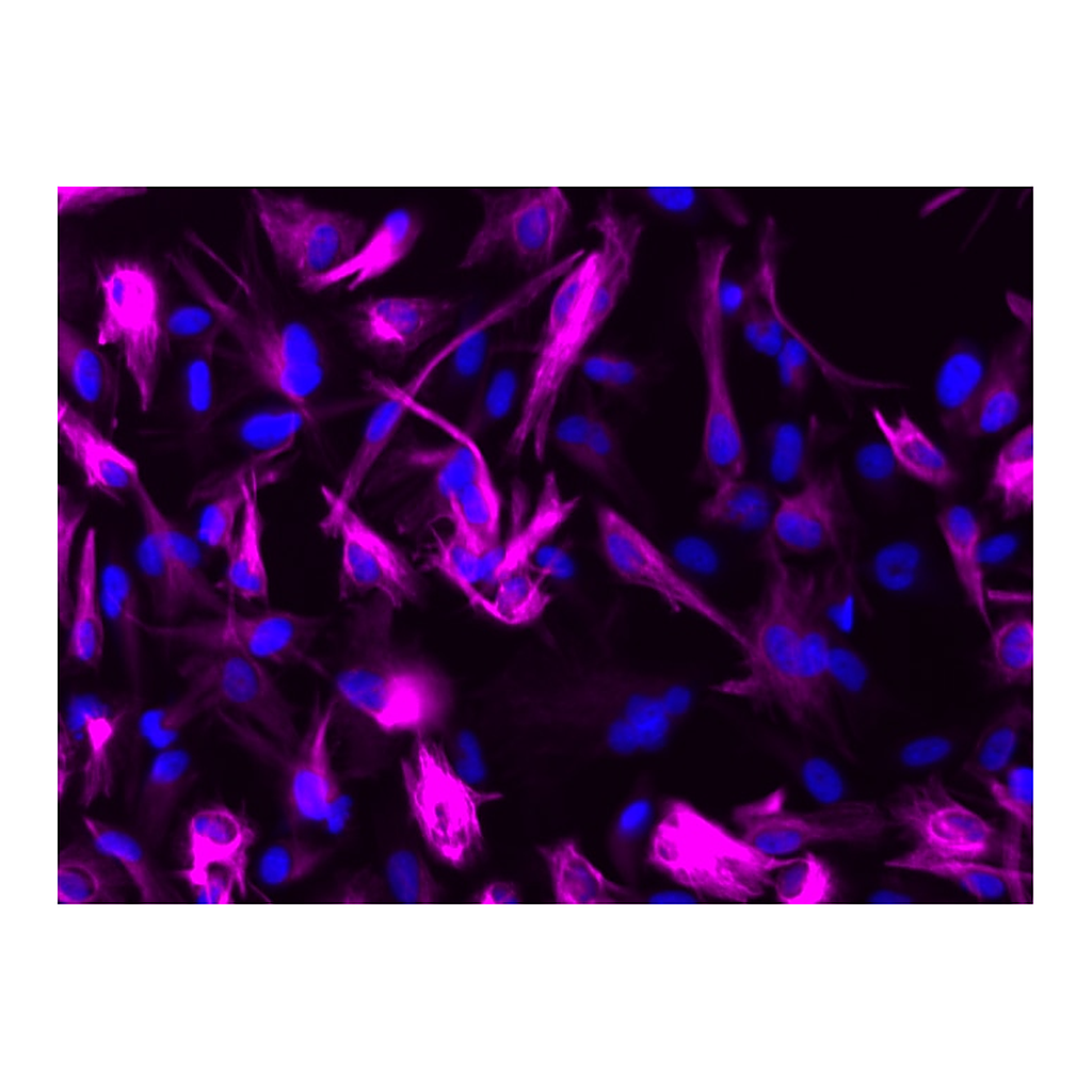 BD Alexa Fluor® 647 Mouse anti-GFAP