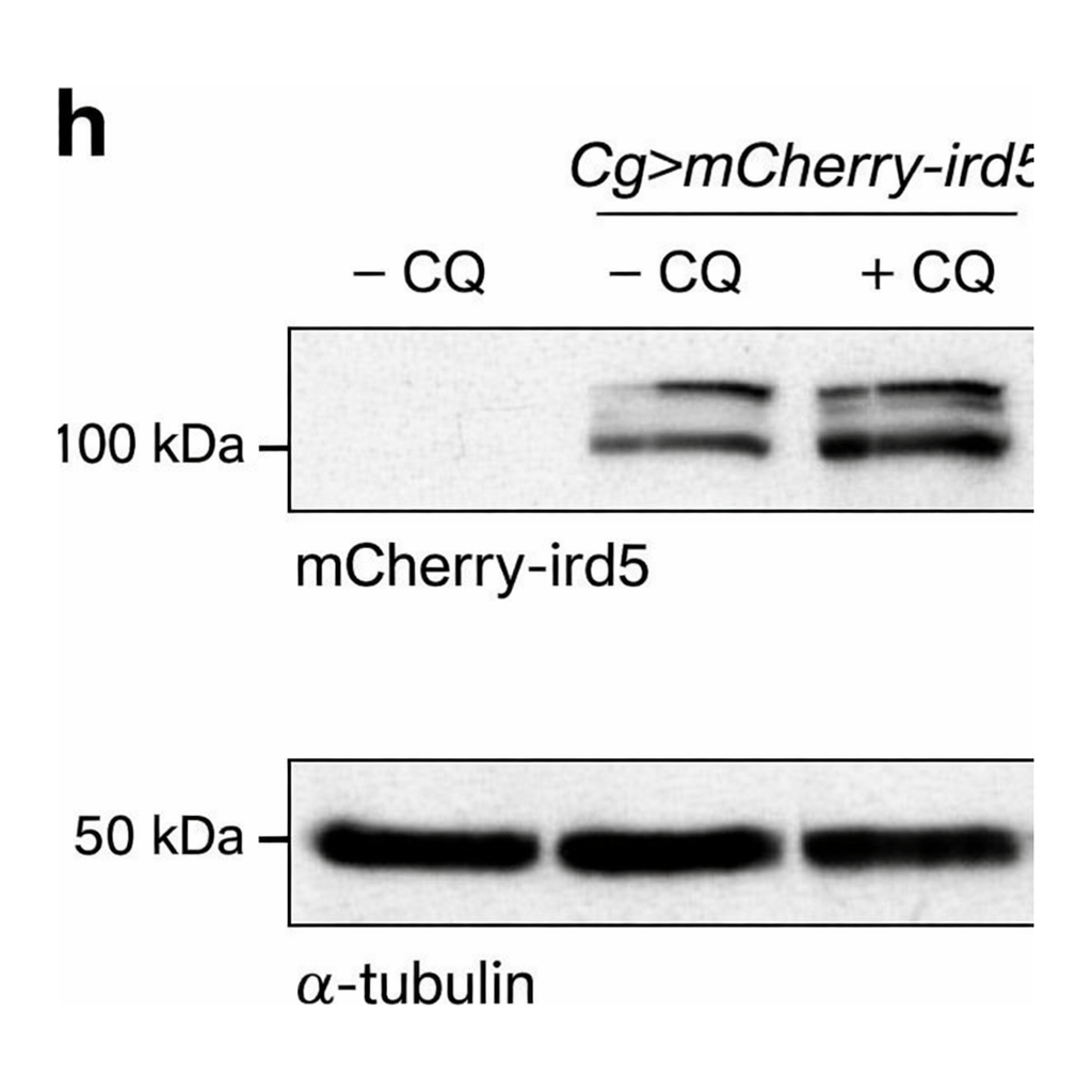 Thermo Fisher Scientific Goat anti-Rabbit IgG (H+L) Secondary Antibody, HRP