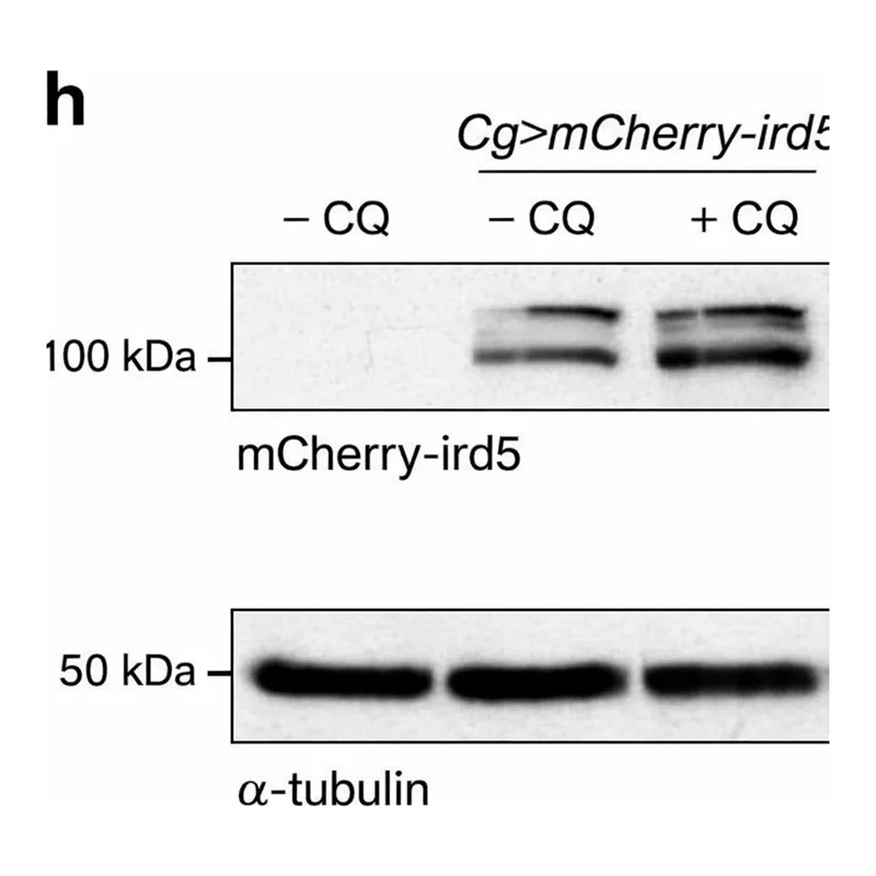 Thermo Fisher Scientific Goat anti-Rabbit IgG (H+L) Secondary Antibody, HRP