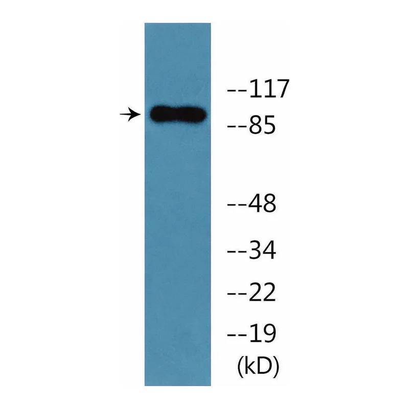 Merck Anti-phospho-Trk B (pTyr705) antibody produced in rabbit