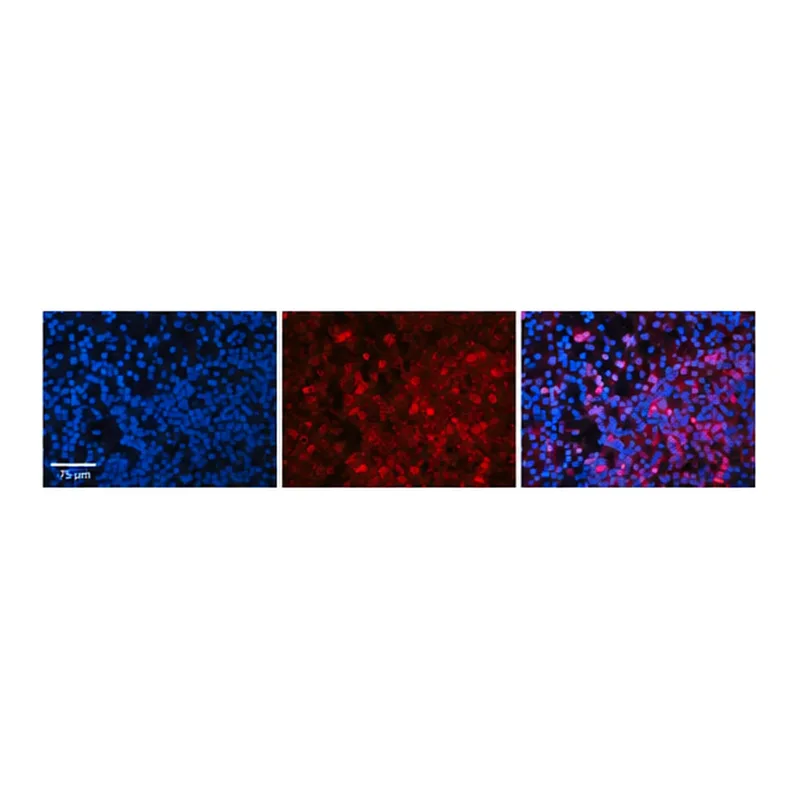 Merck Anti-MYC, (N-terminal) antibody produced in rabbit