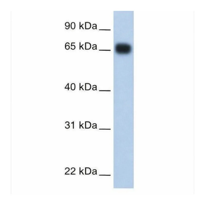 Merck Anti-KNG1 antibody produced in rabbit
