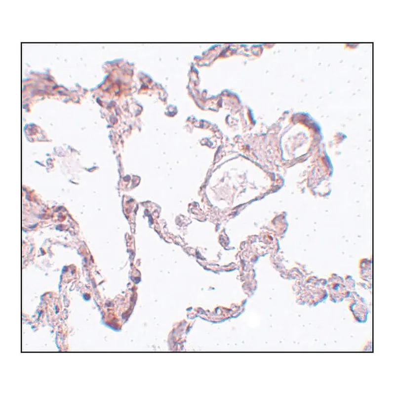 Merck Anti-PLEKHM1 antibody produced in rabbit