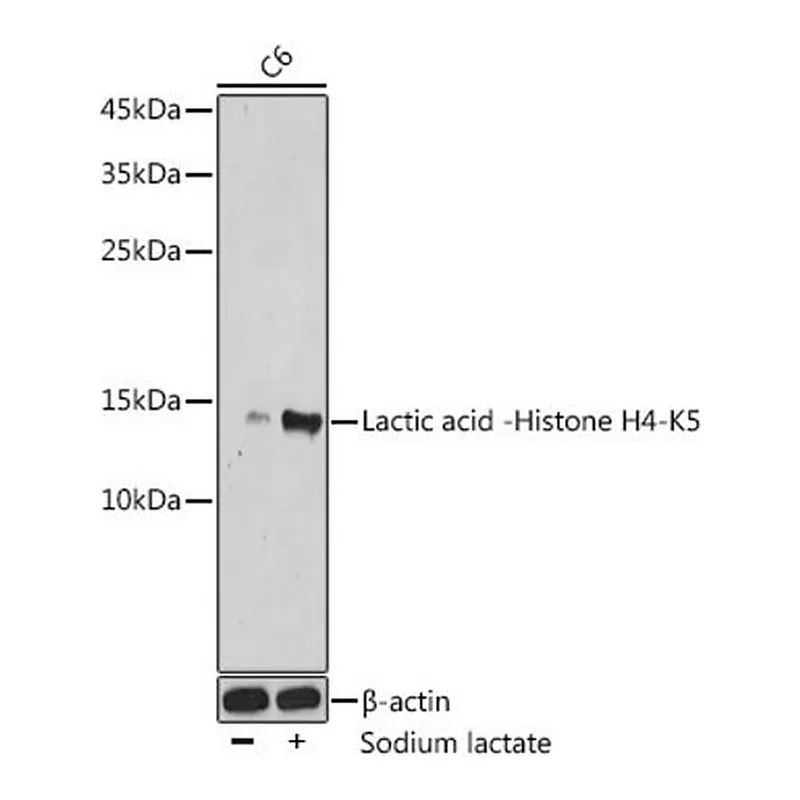 Merck Anti-Lactic acid -Histone H4-K5 antibody produced in rabbit