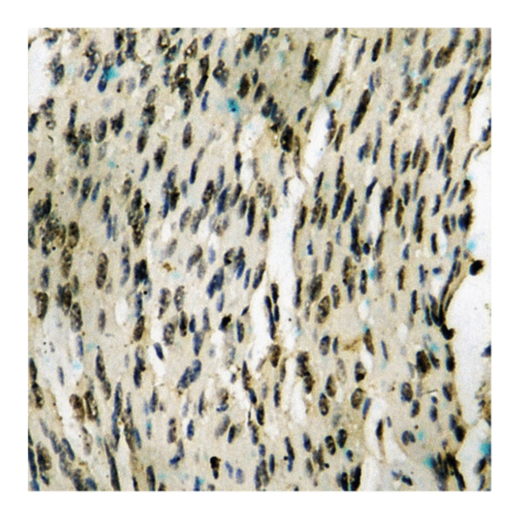 Merck Anti-phospho-NF-kappaB p105/p50 (pSer907) antibody produced in rabbit