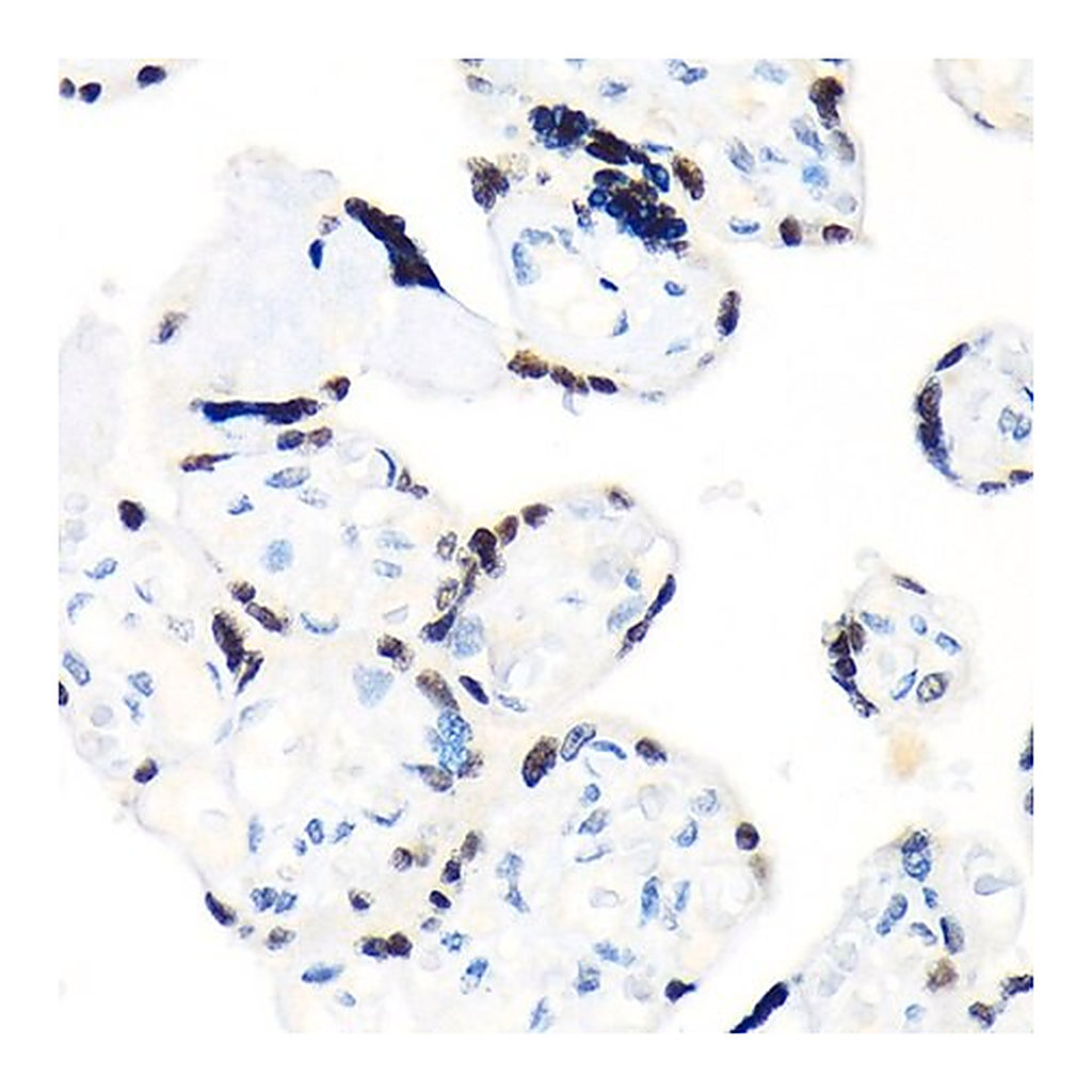 Merck Anti-RCC1 antibody produced in rabbit