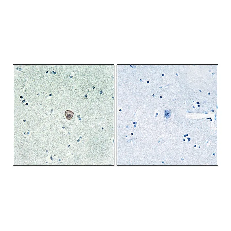 Merck Anti-EDG8 antibody produced in rabbit