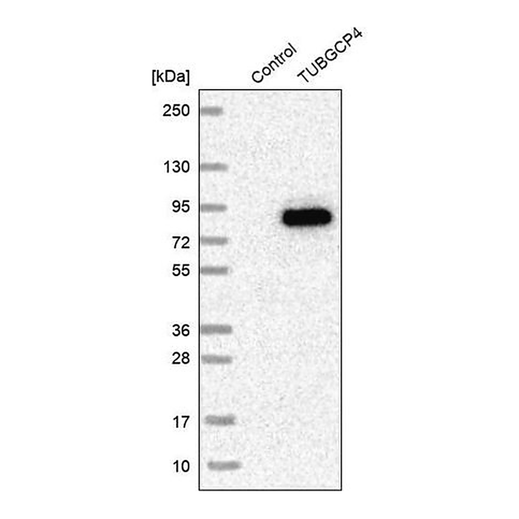 Merck Anti-TUBGCP4 antibody produced in rabbit