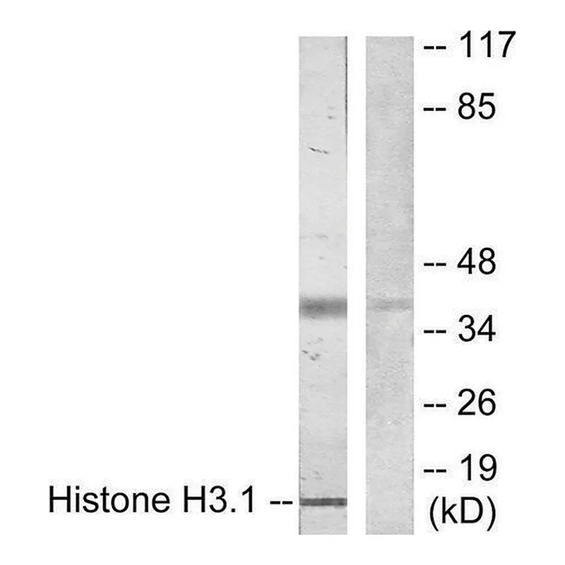 Merck Anti-Histone H3.1 antibody produced in rabbit