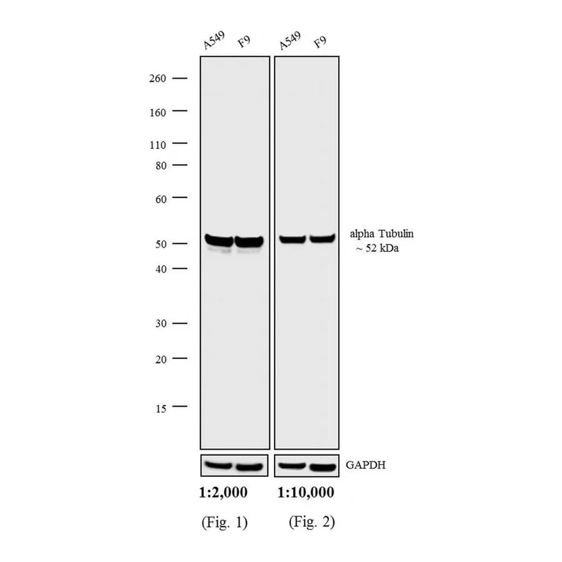 Thermo Fisher Scientific Chicken anti-Rat IgG (H+L) Cross-Adsorbed Secondary Antibody, HRP