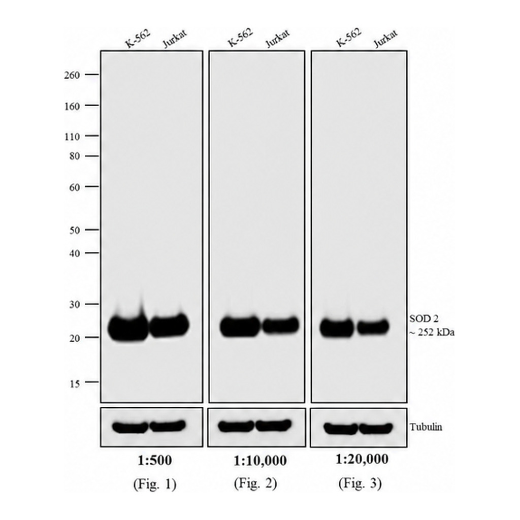 Thermo Fisher Scientific Rabbit anti-Mouse IgG (H+L) Cross-Adsorbed Secondary Antibody, HRP