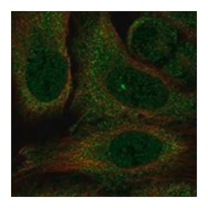 Merck Anti-KCNH5 antibody produced in rabbit