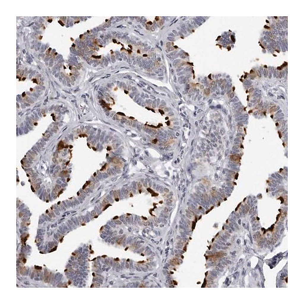 Merck Anti-DNALI1 antibody produced in rabbit
