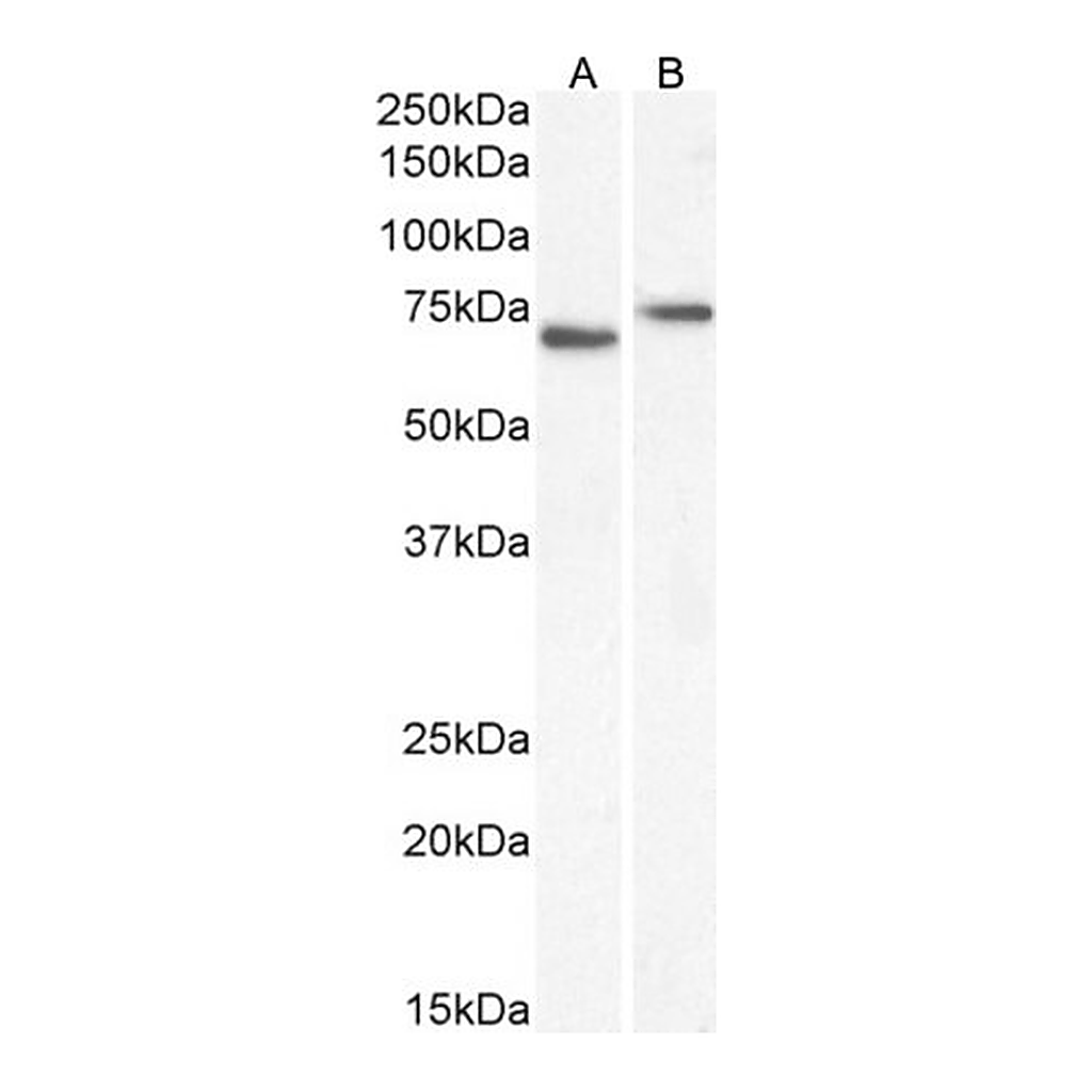 Merck Anti-NOX5 antibody produced in goat
