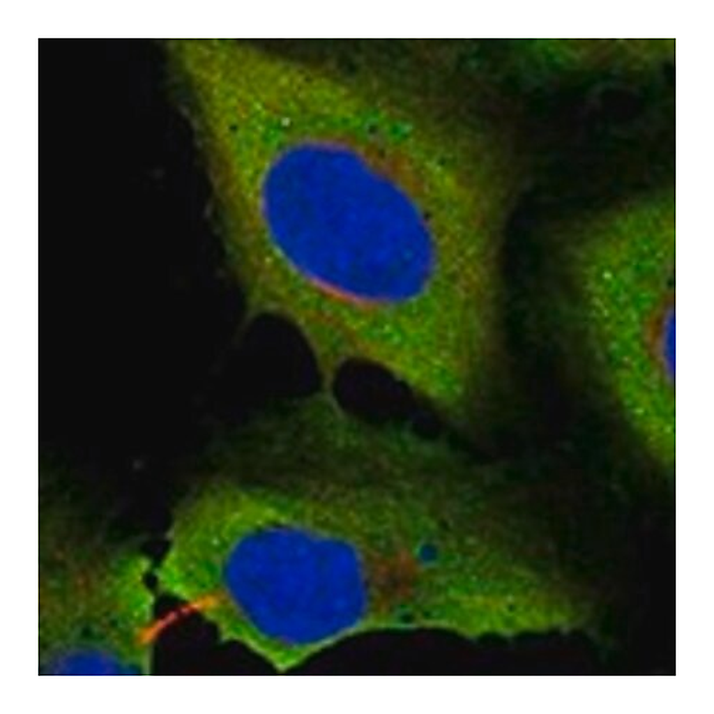 Merck Anti-KNDC1 antibody produced in rabbit