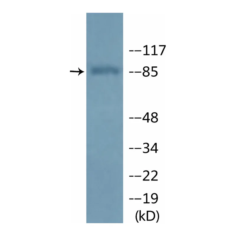 Merck Anti-phospho-GR (pSer211) antibody produced in rabbit
