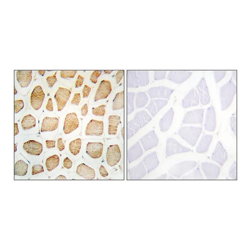Merck Anti-Actinin alpha antibody produced in rabbit