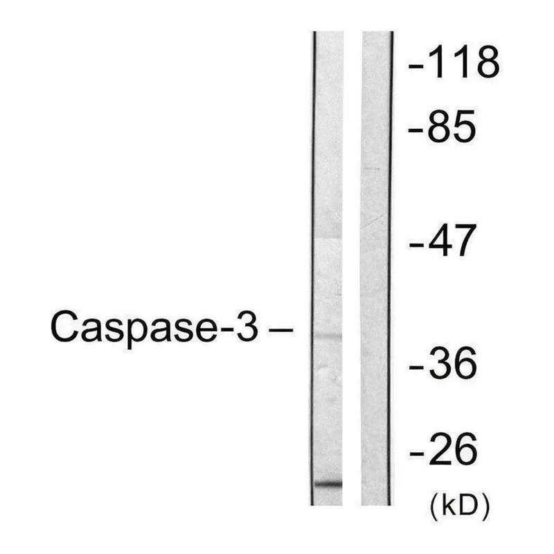 Merck Anti-CASP3 antibody produced in rabbit