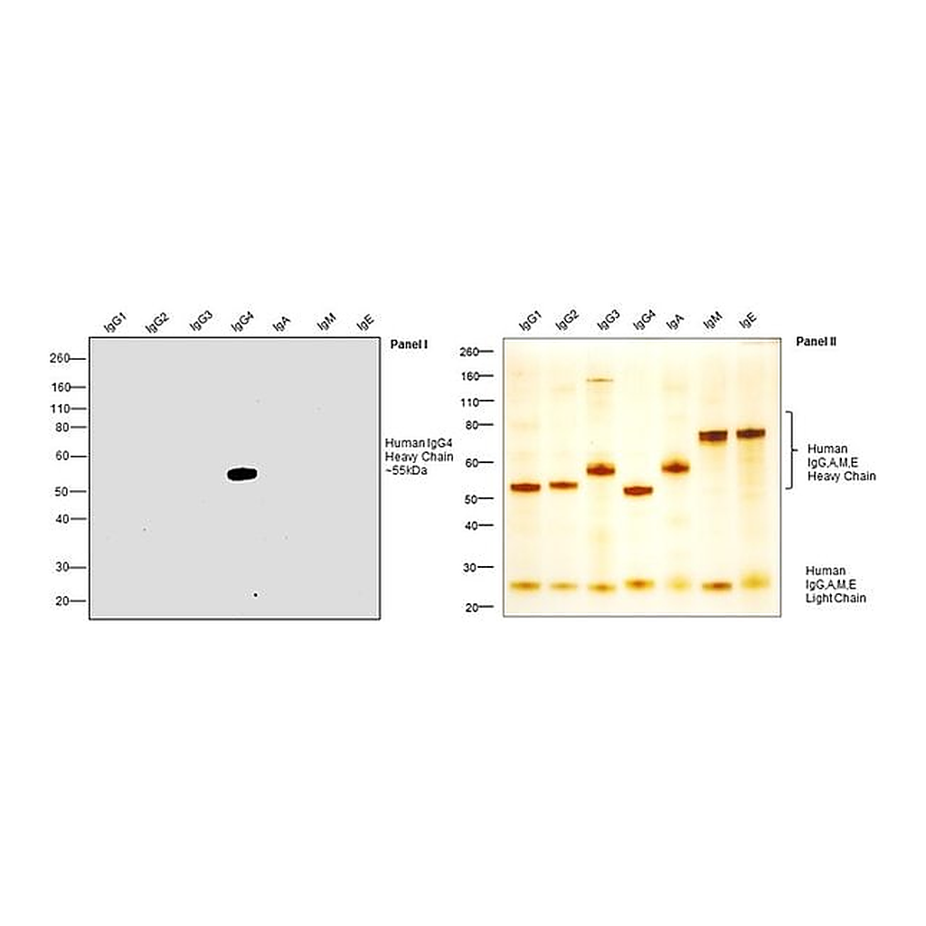 Thermo Fisher Scientific Mouse anti-Human IgG4 Secondary Antibody