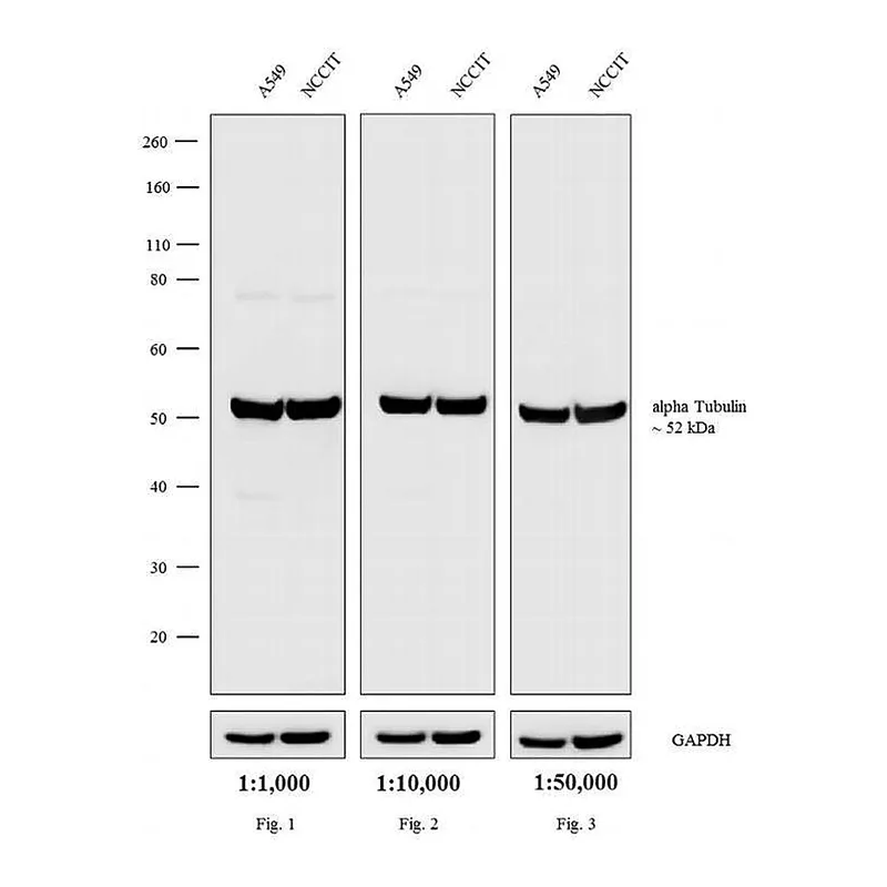 Thermo Fisher Scientific Donkey anti-Rat IgG (H+L) Highly Cross-Adsorbed Secondary Antibody, Biotin