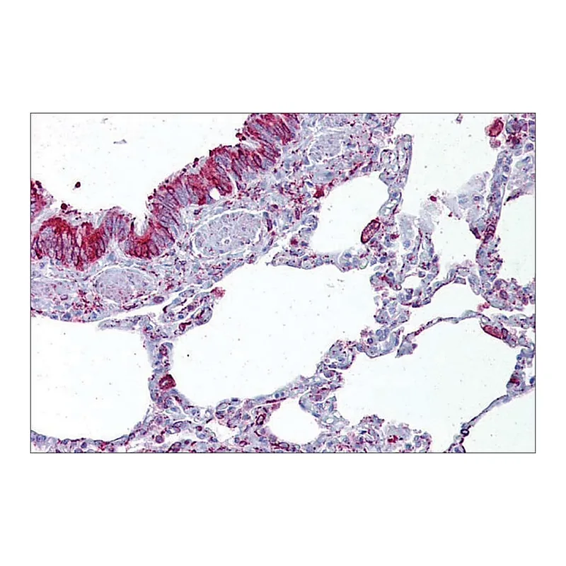 Merck Anti-GABRB3 antibody produced in rabbit