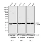 Thermo Fisher Scientific Goat anti-Rabbit IgG (H+L) Cross-Adsorbed Secondary Antibody, Biotin