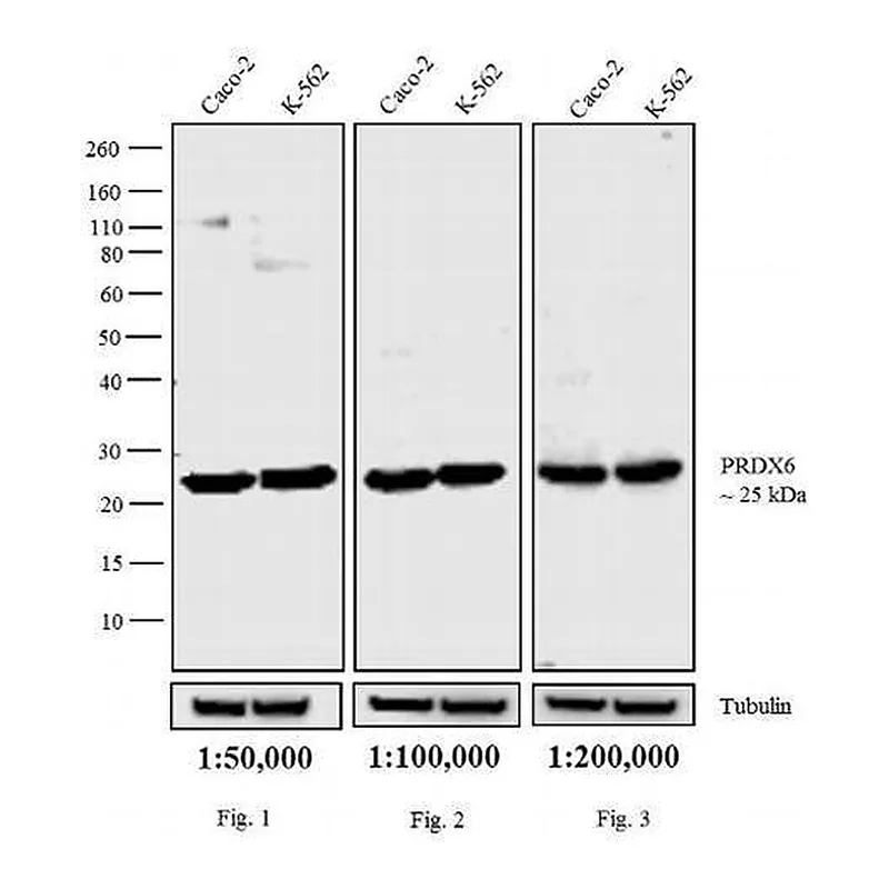 Thermo Fisher Scientific Goat anti-Rabbit IgG (H+L) Cross-Adsorbed Secondary Antibody, Biotin