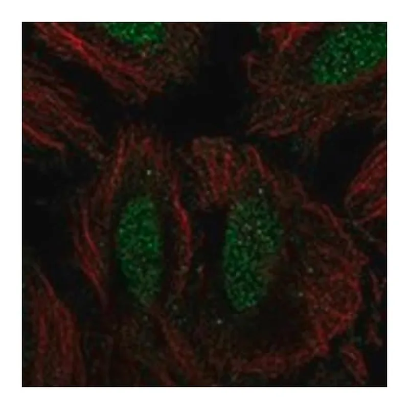 Merck Anti-SIK1 antibody produced in rabbit