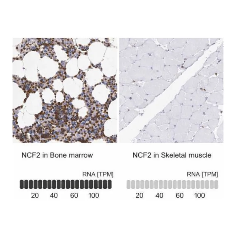 Merck Anti-NCF2 antibody produced in rabbit