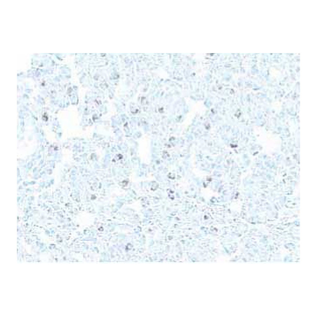 BD Purified Rat Anti-Mouse CD107b