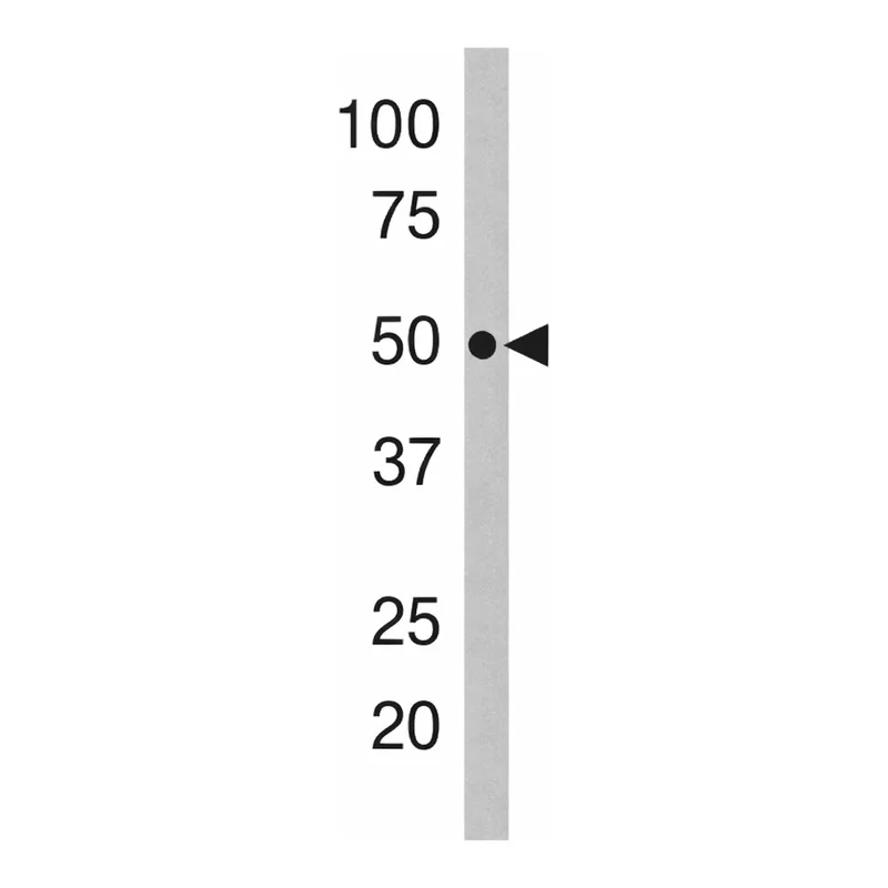 Merck Anti-Drosophila Parkin (C-term) antibody produced in rabbit