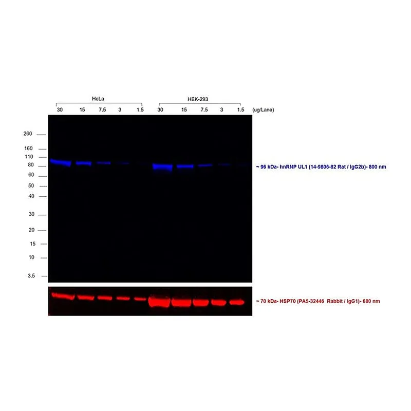 Thermo Fisher Scientific Mouse anti-Rat IgG2b (Heavy chain) Secondary Antibody