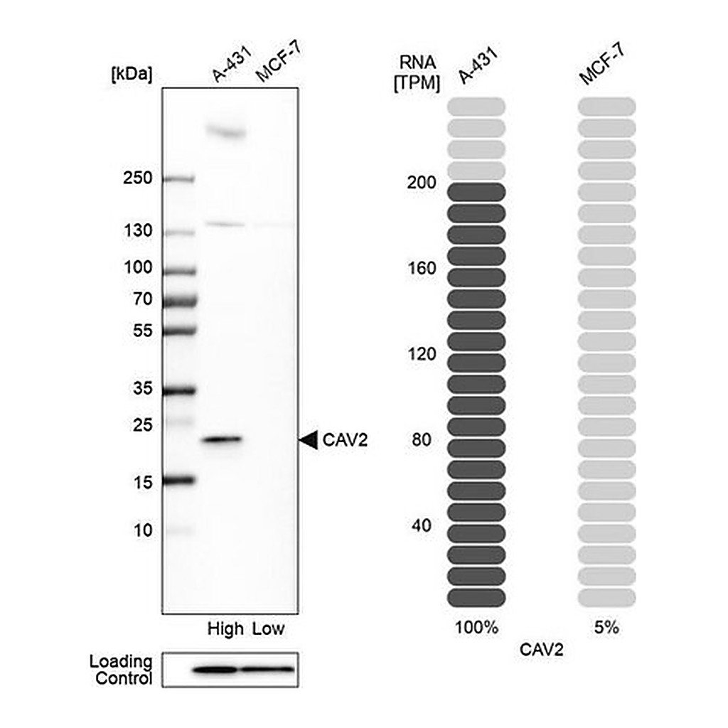 Merck Anti-CAV2 antibody produced in rabbit