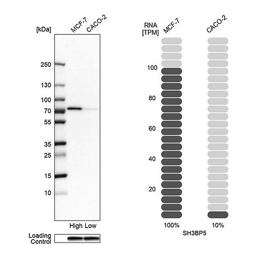 Merck Anti-SH3BP5 antibody produced in rabbit