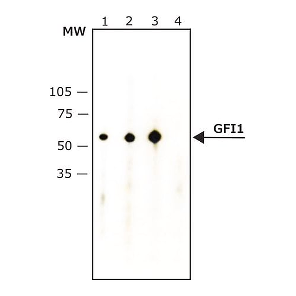 Merck Anti-Growth Factor Independence-1 antibody, Mouse monoclonal