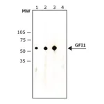 Merck Anti-Growth Factor Independence-1 antibody, Mouse monoclonal